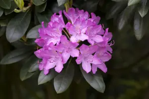 Rhododendron 'Roseum Elegans' - 60-70 CM RB - image 5
