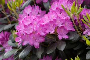 Rhododendron 'Roseum Elegans' - 100-125 CM C35 - image 1