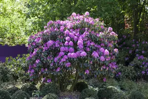 Rhododendron 'Roseum Elegans' - 100-125 CM C35 - image 3