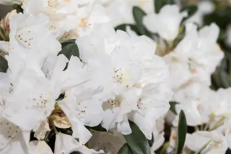 Rhododendron roxieanum oreonastes - 5 Ltr pot