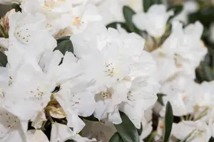 Rhododendron roxieanum oreonastes