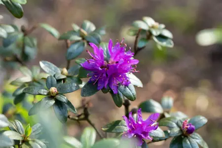 Rhododendron russatum - 3 Ltr pot