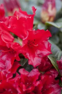 Rhododendron 'Scarlet Wonder' - P9 - image 5