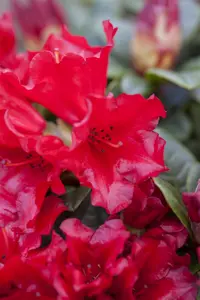 Rhododendron 'Scarlet Wonder' - 20-25 CM C2 - image 1