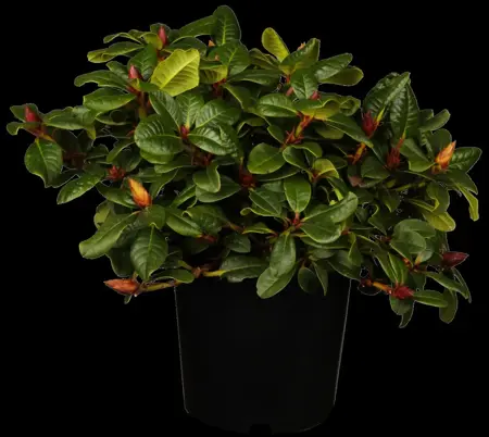Rhododendron 'Scarlet Wonder' - P9 - image 2