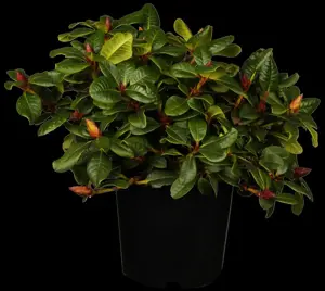 Rhododendron 'Scarlet Wonder' - P9 - image 2