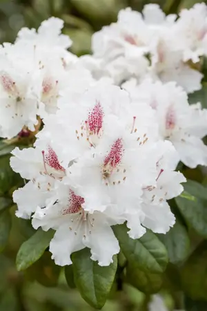 Rhododendron 'Schneeauge' - 60-80 CM C20 - image 2