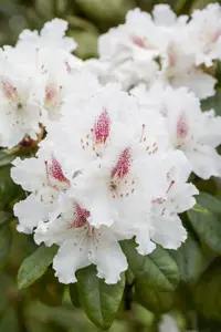 Rhododendron 'Schneeauge' - 60-80 CM C20 - image 2