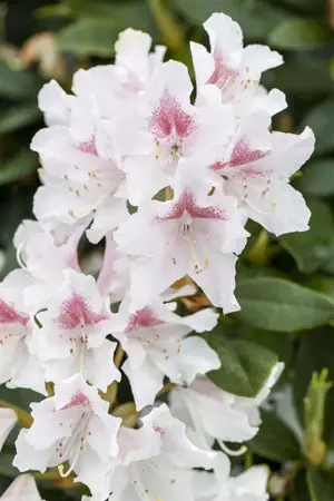 Rhododendron 'Schneeauge' - 60-80 CM C20 - image 3