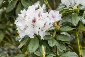 Rhododendron 'Schneeauge'