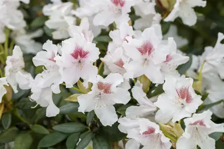 Rhododendron 'Schneeauge' - 60-80 CM C20 - image 4