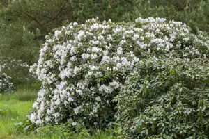 Rhododendron 'Schneeauge' - 60-80 CM C20 - image 5