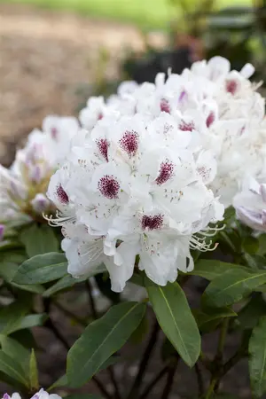 Rhododendron 'Schneebukett' - 15 Ltr pot - image 1