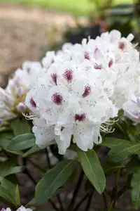 Rhododendron 'Schneebukett'