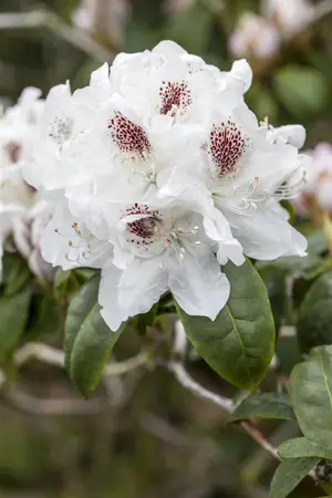 Rhododendron 'Schneebukett' - 15 Ltr pot - image 3