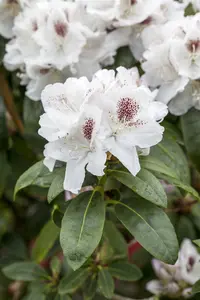 Rhododendron 'Schneebukett' - 15 Ltr pot - image 4
