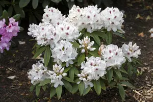 Rhododendron 'Schneebukett' - 15 Ltr pot - image 2