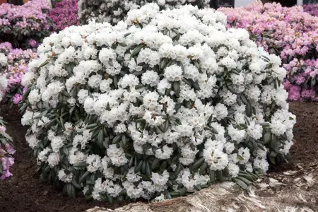 Rhododendron 'Schneekissen' - 30-40 CM C5