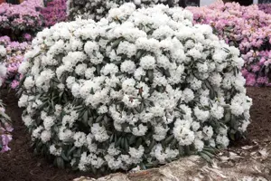 Rhododendron 'Schneekissen'