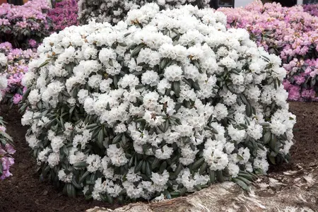 Rhododendron 'Schneekissen' - 40-50 CM C10