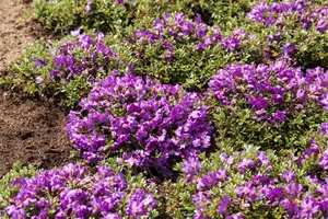Rhododendron 'Schneekoppe' - 30-40 CM C4 - image 5