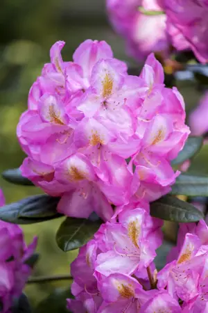 Rhododendron 'Scintillation' - 5 Ltr pot - image 2
