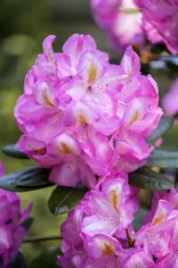 Rhododendron 'Scintillation' - 5 Ltr pot - image 2