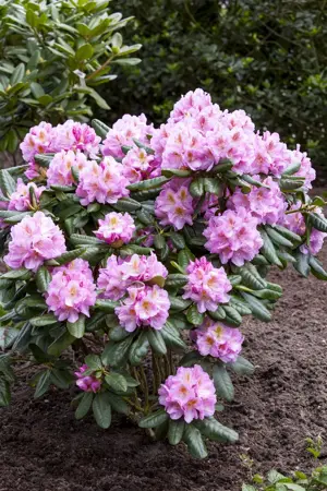Rhododendron 'Scintillation' - 5 Ltr pot - image 3