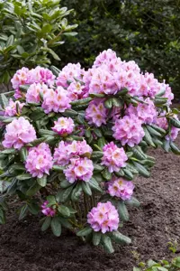 Rhododendron 'Scintillation' - 5 Ltr pot - image 3
