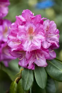 Rhododendron 'Scintillation' - 5 Ltr pot - image 5