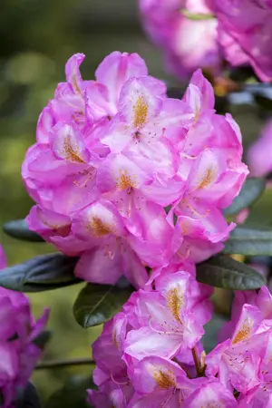 Rhododendron 'Scintillation' - 60-80 CM C20 - image 2