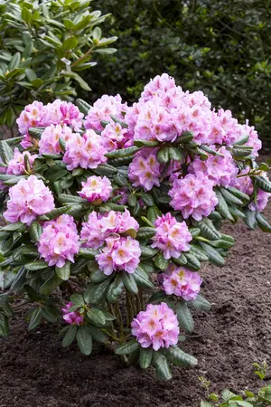 Rhododendron 'Scintillation' - 60-80 CM C20 - image 3