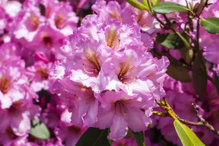 Rhododendron 'Scintillation' - 5 Ltr pot - image 1