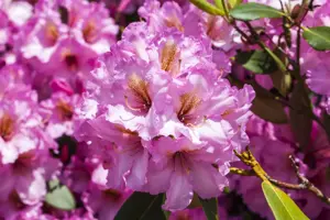 Rhododendron 'Scintillation'