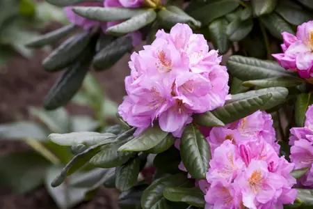 Rhododendron 'Scintillation' - 5 Ltr pot - image 4