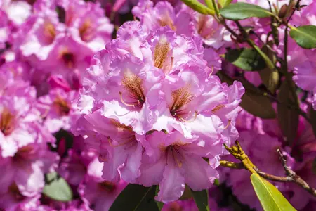 Rhododendron 'Scintillation' - 60-80 CM C20 - image 1