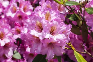 Rhododendron 'Scintillation' - 60-80 CM C20 - image 5