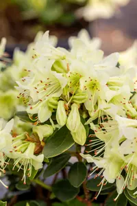 Rhododendron 'Shamrock' - 20-25 CM C2 - image 4