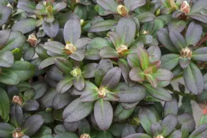 Rhododendron 'Shamrock' - P12 - image 2
