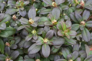 Rhododendron 'Shamrock' - 30-40 CM C5 - image 1