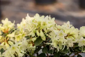 Rhododendron 'Shamrock' - 20-25 CM C2 - image 2