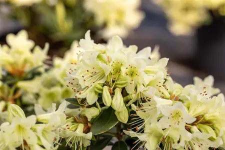 Rhododendron 'Shamrock' - 20-25 CM C2 - image 3