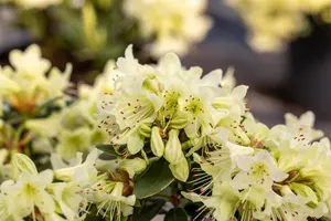Rhododendron 'Shamrock' - 20-25 CM C2 - image 3