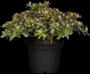 Rhododendron 'Shamrock'