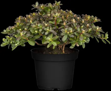 Rhododendron 'Shamrock' - 3 Ltr pot - image 1