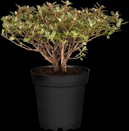 Rhododendron 'St Merryn' - 40-50 CM C10 - image 3
