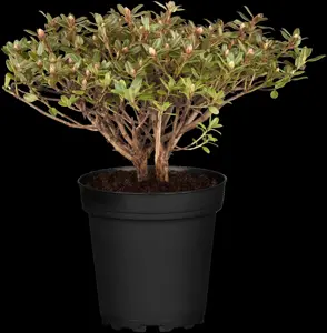 Rhododendron 'St Merryn' - 40-50 CM C10 - image 3