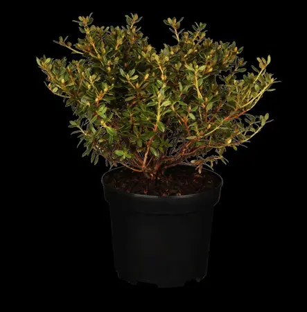 Rhododendron 'St Merryn' - 40-50 CM C10 - image 1