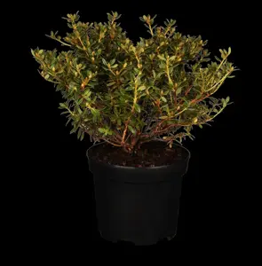 Rhododendron 'St Merryn'