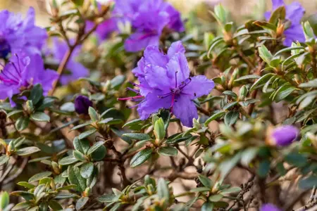 Rhododendron 'St Merryn' - 40-50 CM C10 - image 5